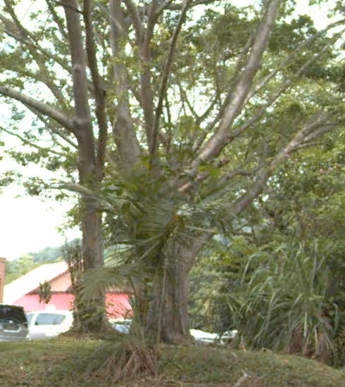 tree photo