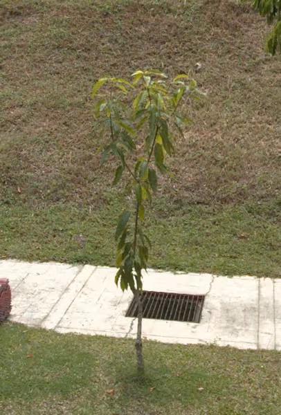 tree photo