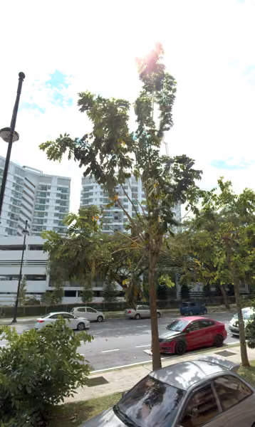 tree photo