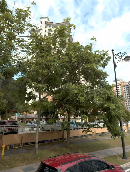 tree photo