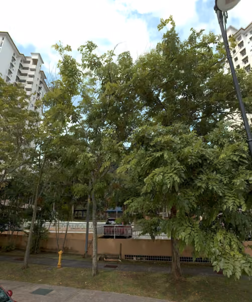 tree photo