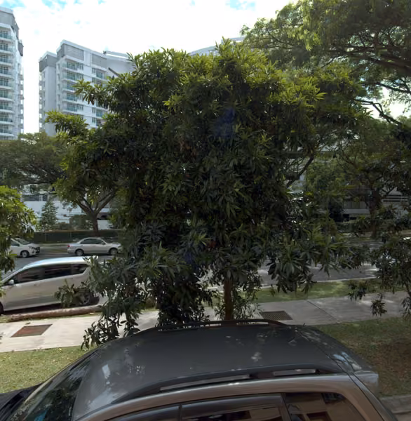 tree photo