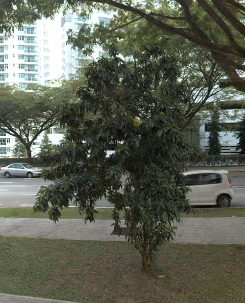 tree photo