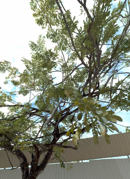 tree photo