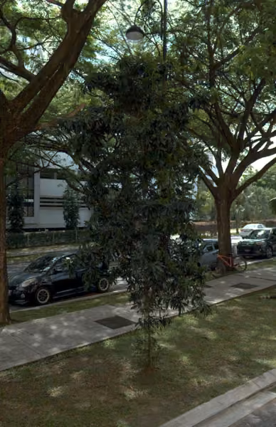 tree photo