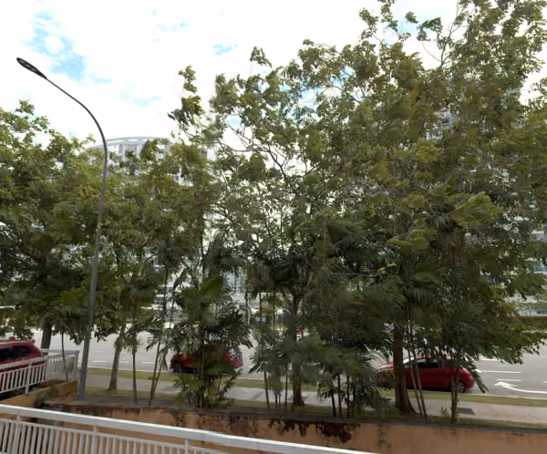 tree photo