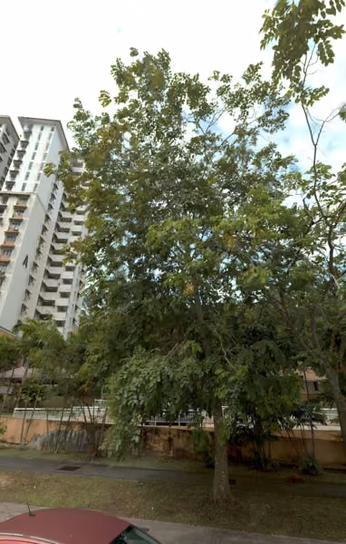 tree photo
