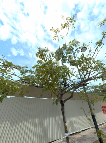 tree photo