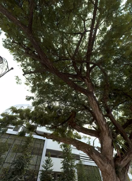 tree photo