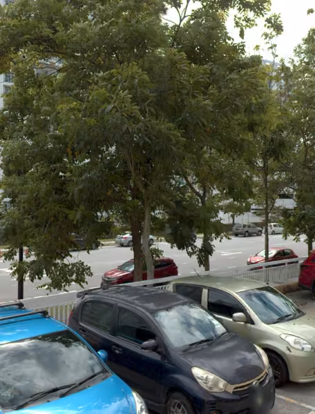 tree photo