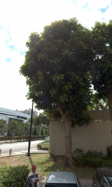 tree photo