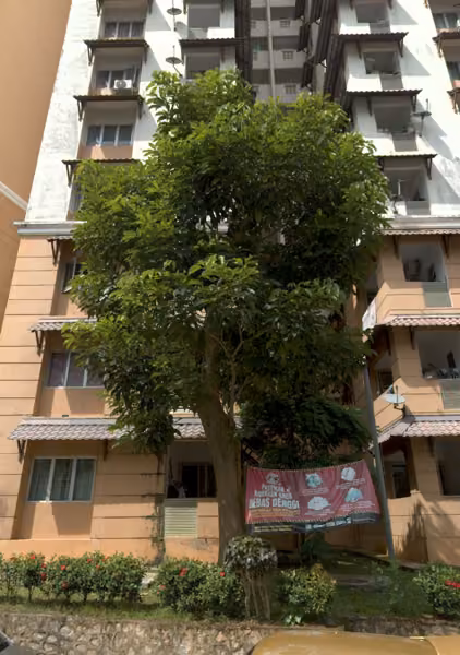 tree photo