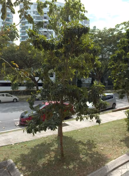 tree photo