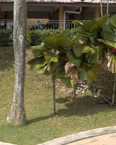 tree photo