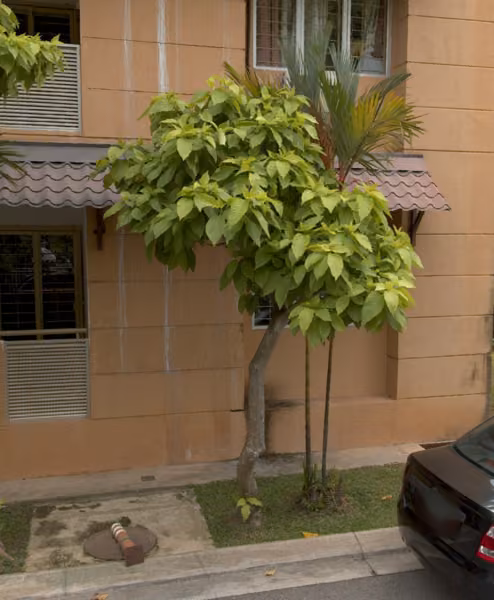 tree photo