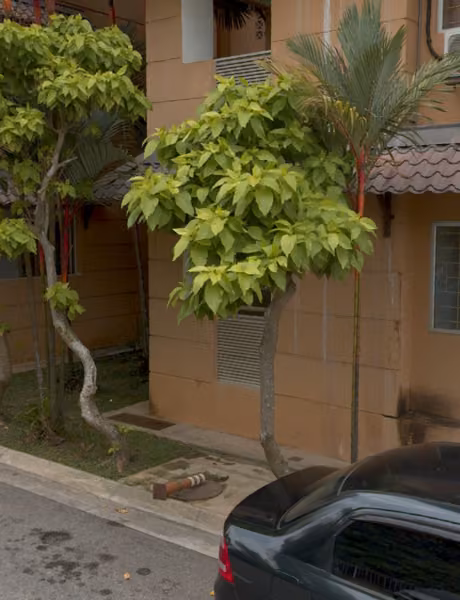 tree photo