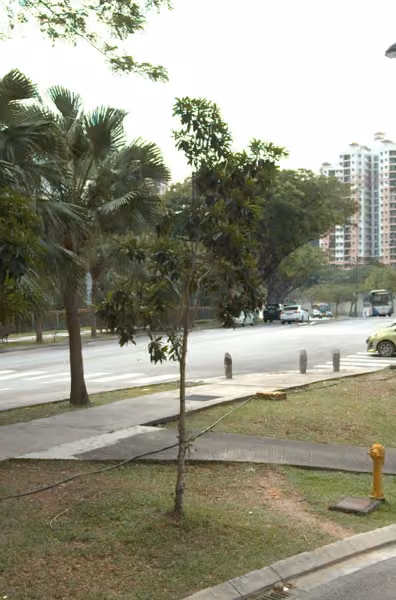 tree photo