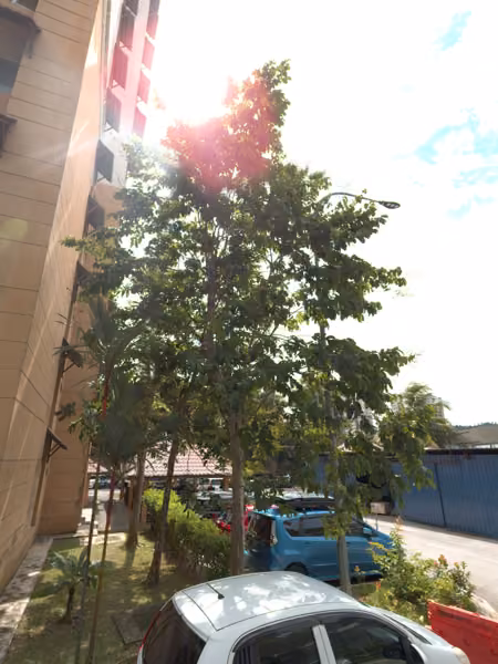 tree photo