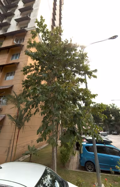 tree photo