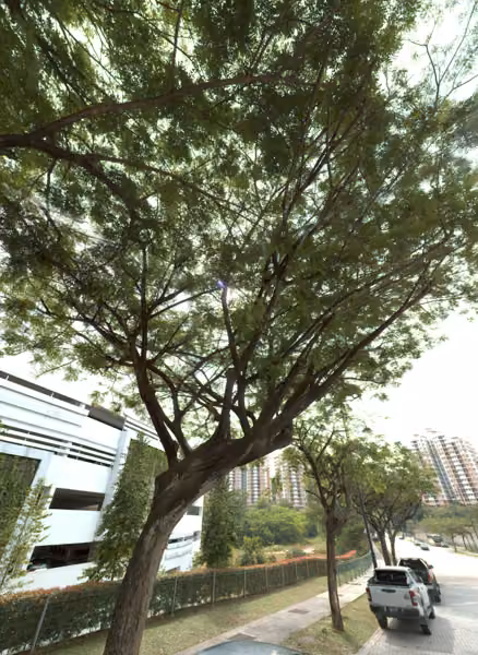tree photo