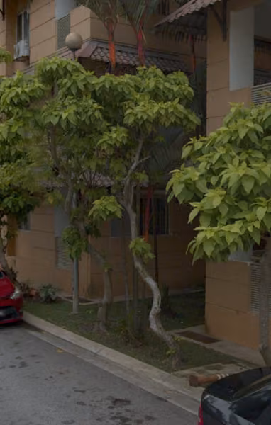 tree photo