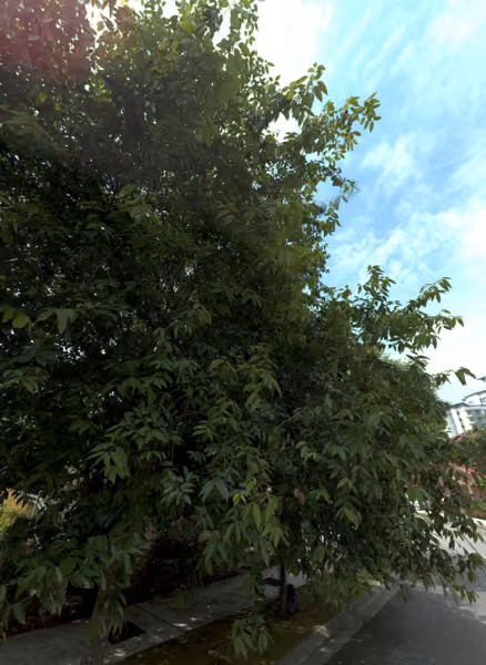 tree photo