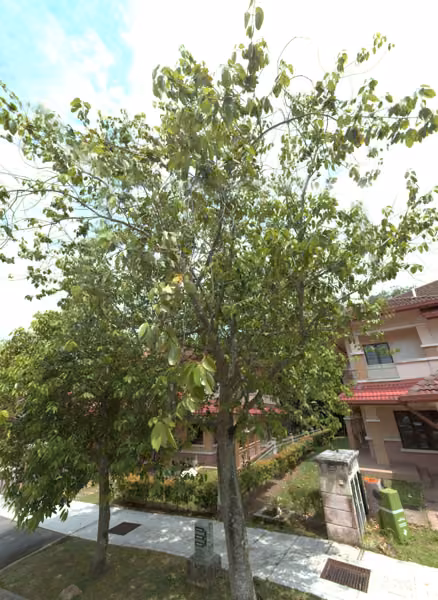 tree photo