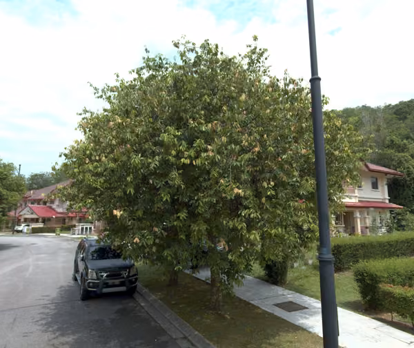 tree photo