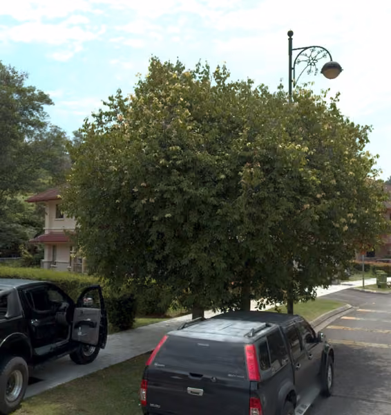 tree photo