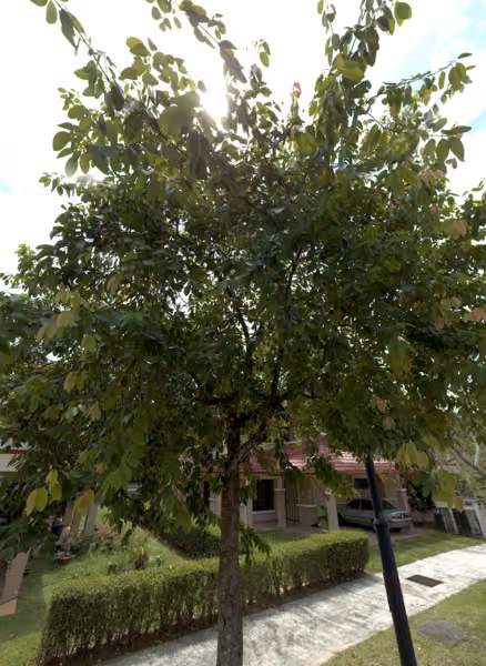 tree photo