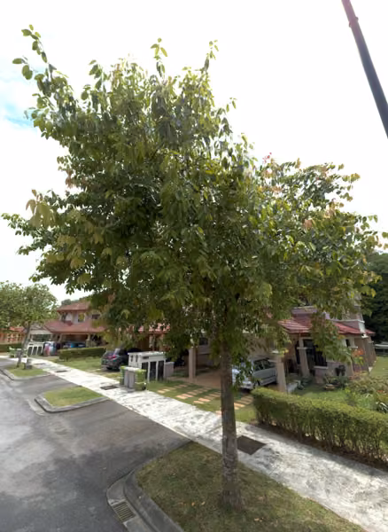 tree photo