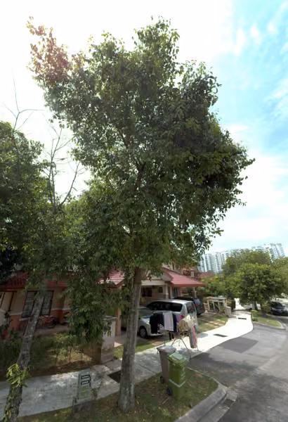 tree photo