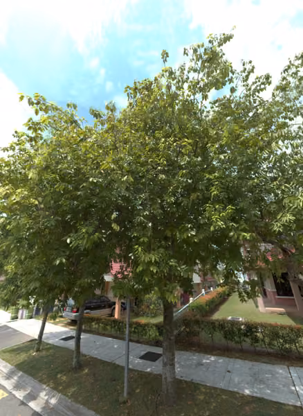 tree photo