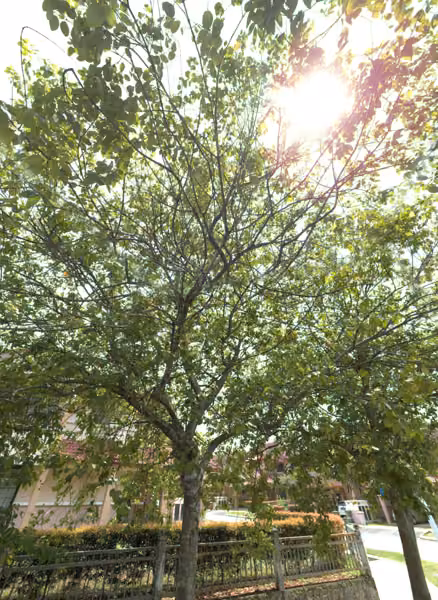 tree photo
