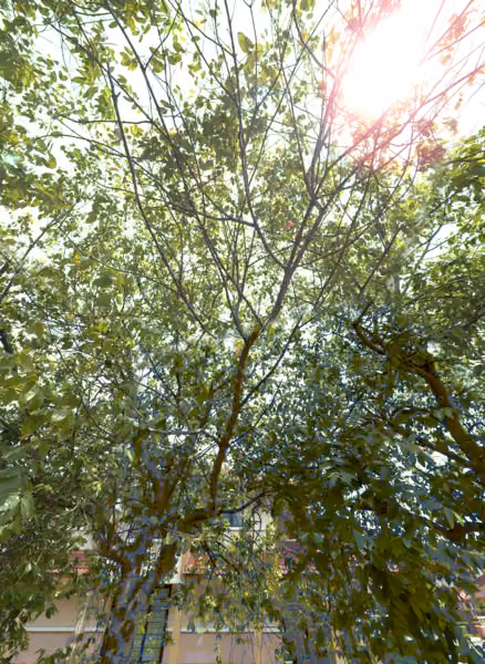 tree photo