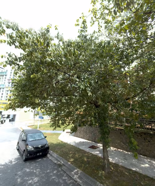 tree photo