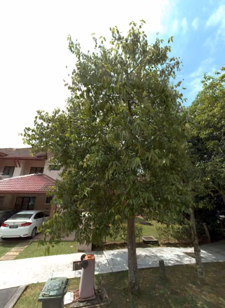 tree photo