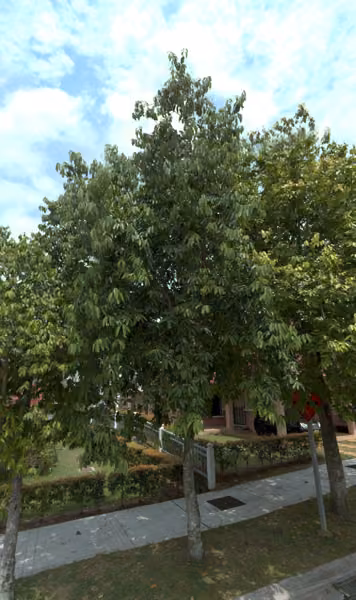 tree photo