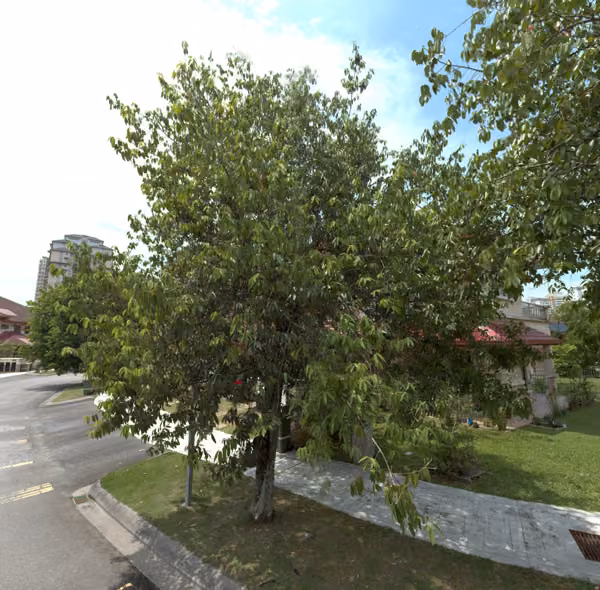 tree photo