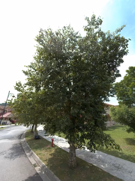 tree photo