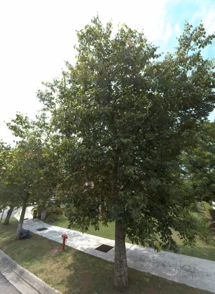 tree photo