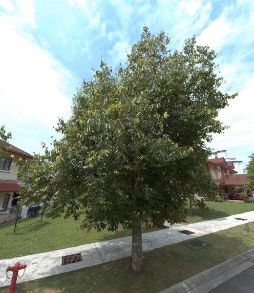 tree photo