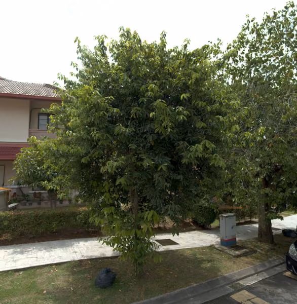 tree photo