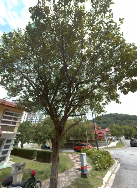 tree photo