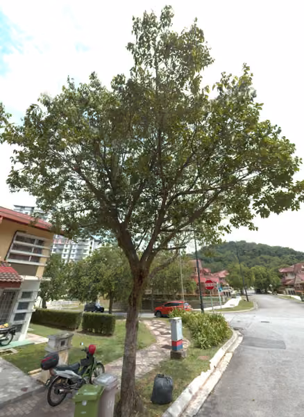 tree photo