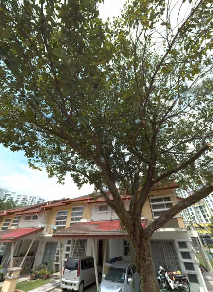 tree photo