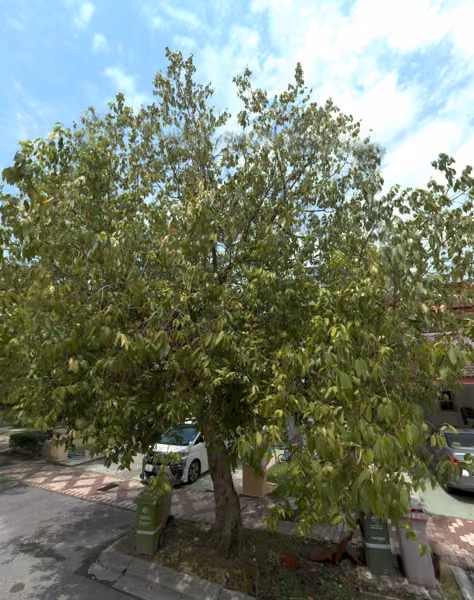 tree photo