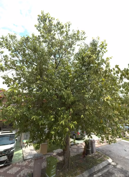 tree photo