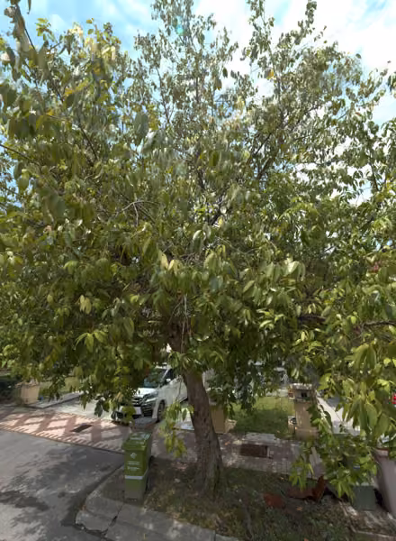tree photo