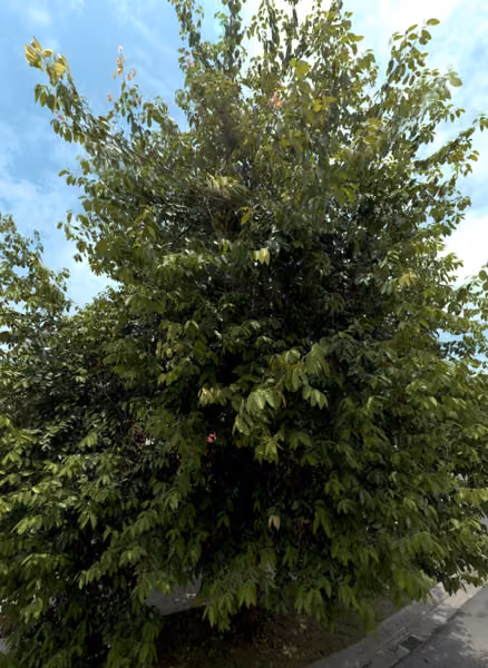 tree photo